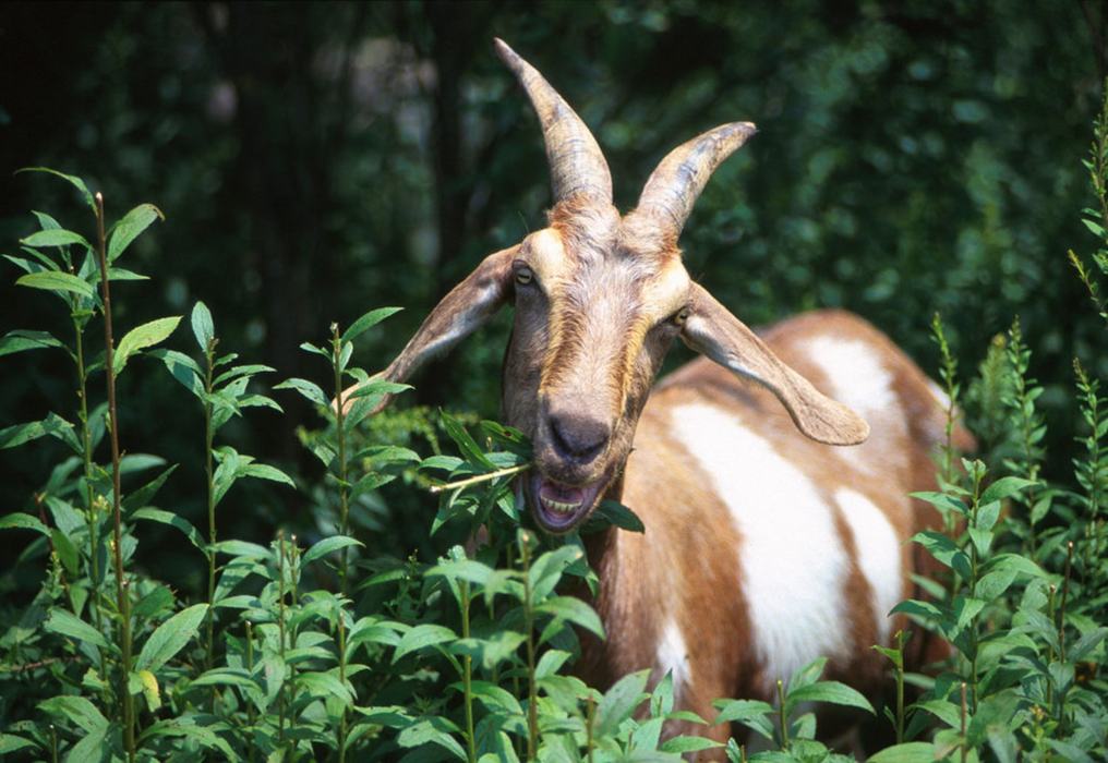 A brown and white goat eats plants.