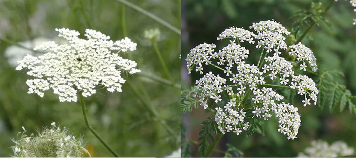 flower comparison