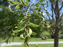 herbicide damage tree 2