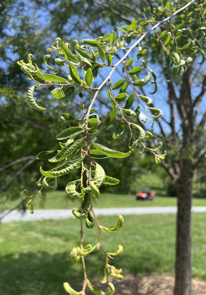 Leaves curling on a tree denoting herbicide damage.