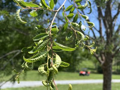 herbicide damage tree 2