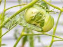 tobacco hornworm on tomato