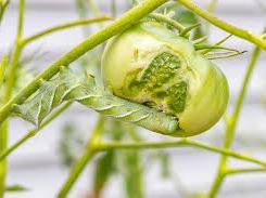 tobacco hornworm on tomato