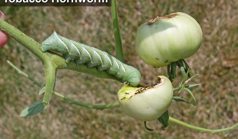 Protect Your Tomatoes From Hornworms This Season - Pamlico County Center