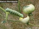 Tobacco hornworm feeding on a ripening tomato, with image credit to Joe Boggs, OSU Extension.