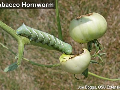 Tobacco hornworm feeding on a ripening tomato, with image credit to Joe Boggs, OSU Extension.