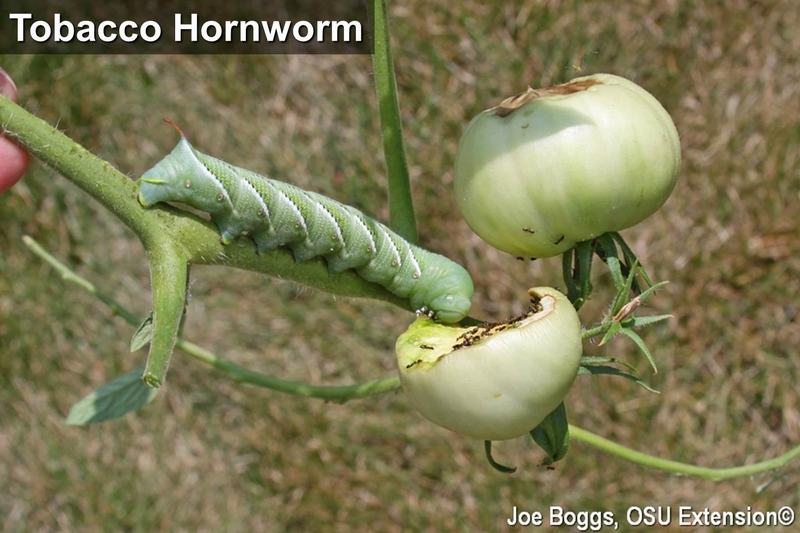 Tobacco hornworm feeding on a ripening tomato, with image credit to Joe Boggs, OSU Extension.
