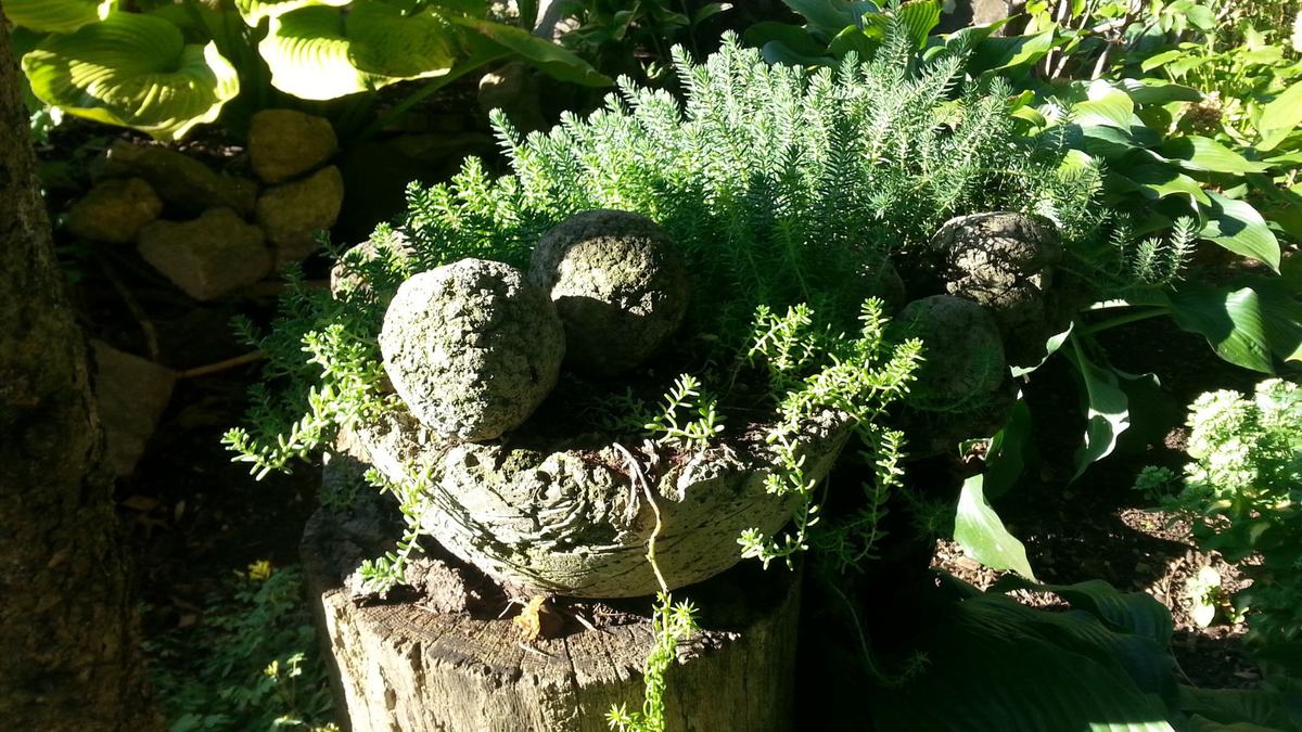 Hypertufa container with greenery