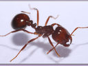 red fire ant