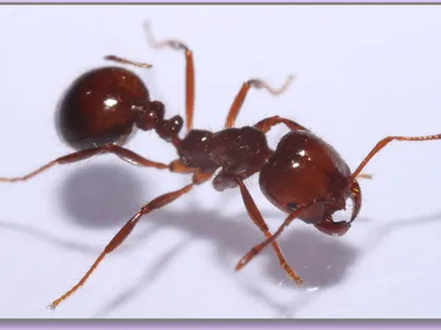 red fire ant