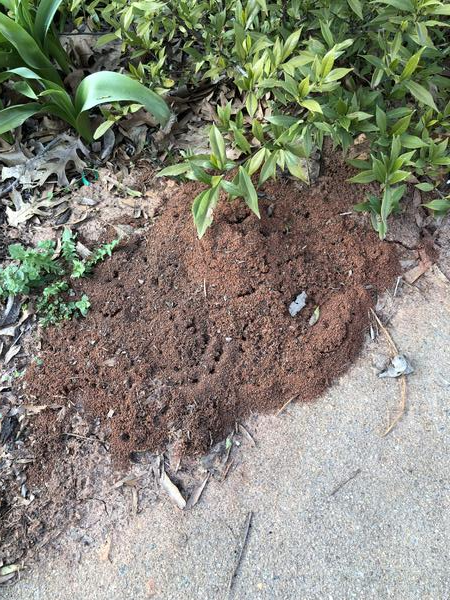 Fire ant photo from UGA
