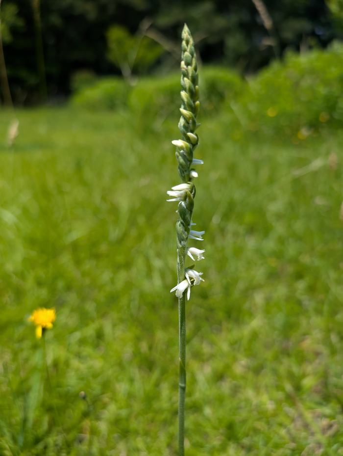 ladies tresses orchid flowering in a lawn that has not been mowed