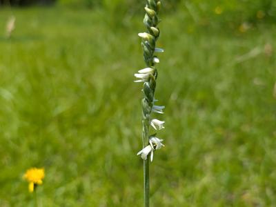 ladies tresses orchid flowering in a lawn that has not been mowed