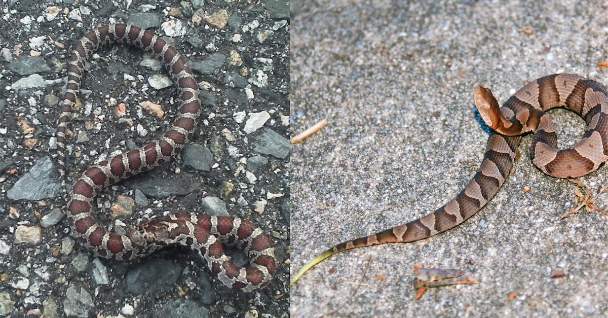 milk snake vs copperhead