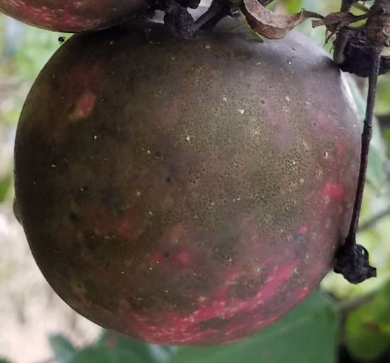 sooty blotch on apple