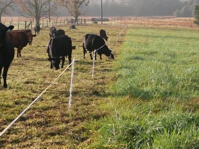 Cows Grazing in a field