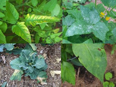 Four tiles showing different vegetables with disease or disorder symptoms and signs. Top left tomato leaves with chlorosis; Top right squash leaves with powdery mildew; Bottom left broccoli with necrotic leaves; Bottom right pepper leaf with spots.