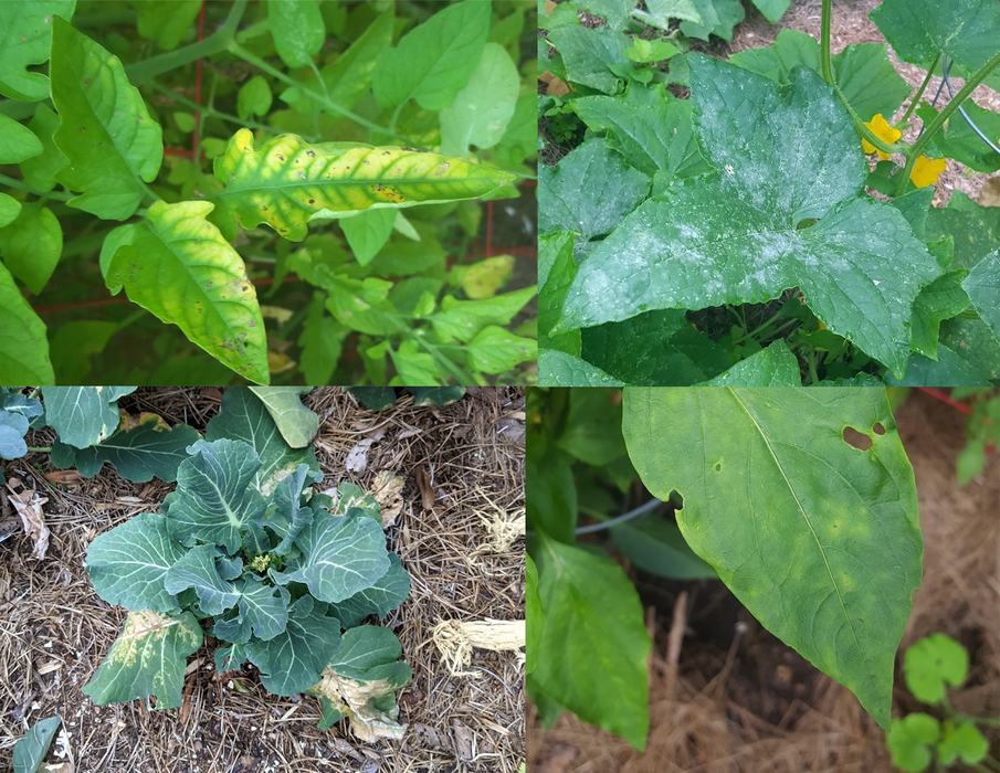 Four tiles showing different vegetables with disease or disorder symptoms and signs. Top left tomato leaves with chlorosis; Top right squash leaves with powdery mildew; Bottom left broccoli with necrotic leaves; Bottom right pepper leaf with spots.