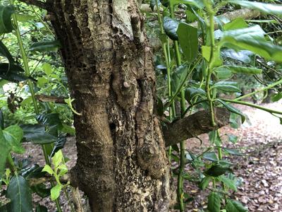 This woodpecker damage on 'Nellie R. Stevens' hollies is causing tree damage.