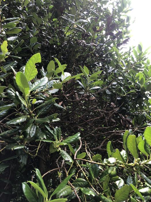 woodpecker damage holly 