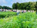 People gathered on a tour in a field of hemp plants with a guide