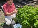 A man harvests basil from a raised bed.