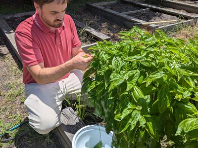 A man harvests basil from a raised bed.