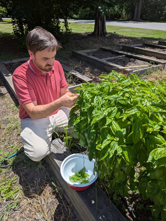 A man harvests basil from a raised bed.