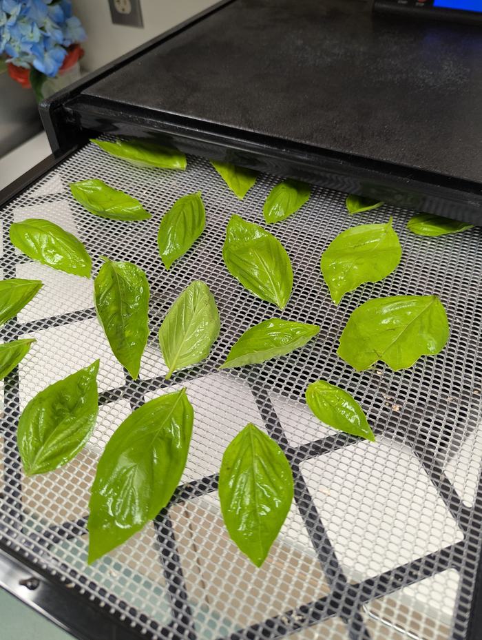 Fresh green herbs going into a dehydrator.