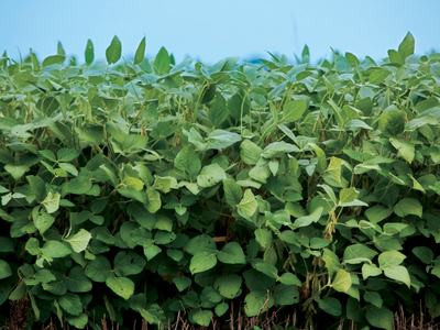 Dense row of green leafy plants with heart-shaped leaves under a blue sky