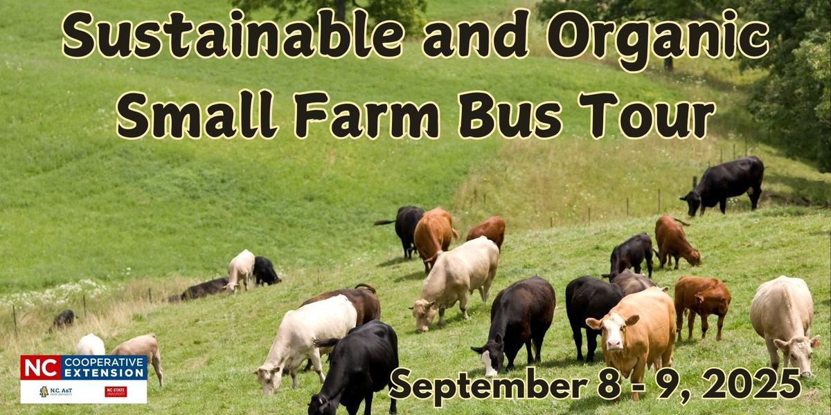 Cos grazing in a field