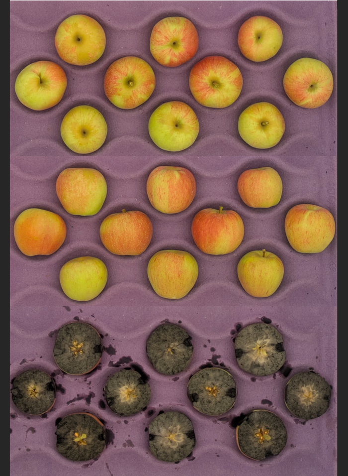 Apples in purple tray — whole red-yellow apples above, halved rotten black cores below