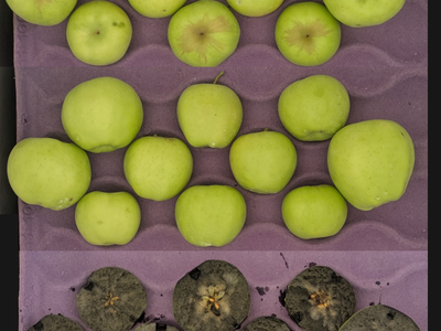 Whole and halved green apples in purple tray; halved apples browned with mold.