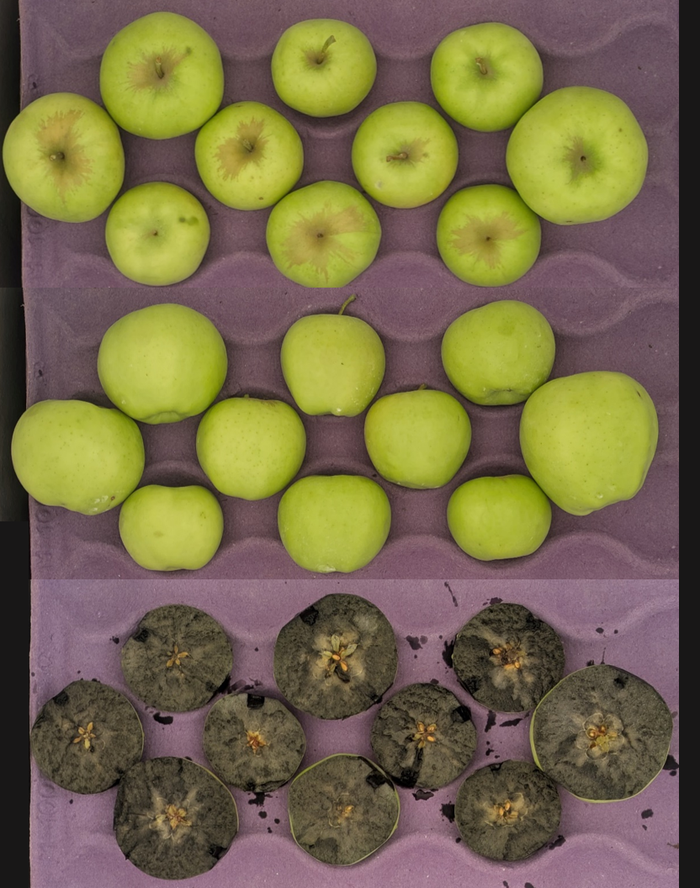 Whole and halved green apples in purple tray; halved apples browned with mold.
