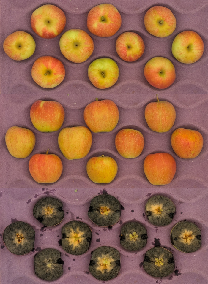 Rows of whole and halved apples in a purple molded tray, halved apples darkened and oxidized