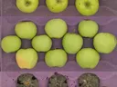 Three rows of green apples on purple tray: whole top and middle, cross-sections with internal browning bottom