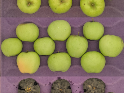 Three rows of green apples on purple tray: whole top and middle, cross-sections with internal browning bottom