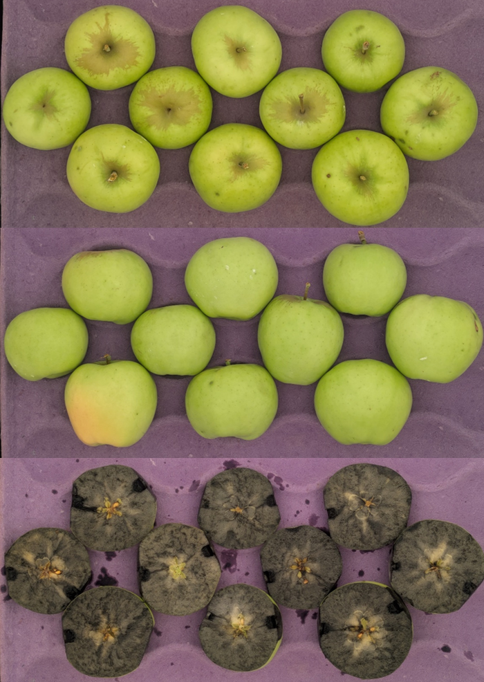 Three rows of green apples on purple tray: whole top and middle, cross-sections with internal browning bottom