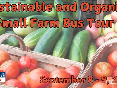 Tomatoes, cucumbers, and apples