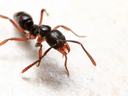 Close-up of a black ant with red legs and mandibles on a light surface