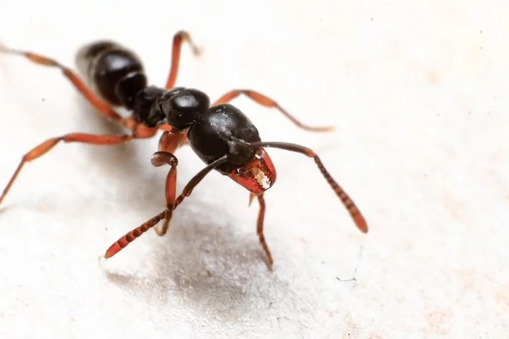 Residents Urged to Watch for Invasive Asian Needle Ants - Clay