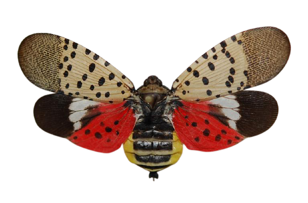 Spotted Lanternfly, showing spotted red and tan leaves with a black and yellow body.