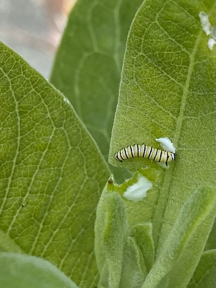 Monarch Butterfly Caterpillar on Milkweed