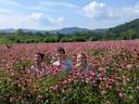 Three interns in a field of purple flowers with blue sky