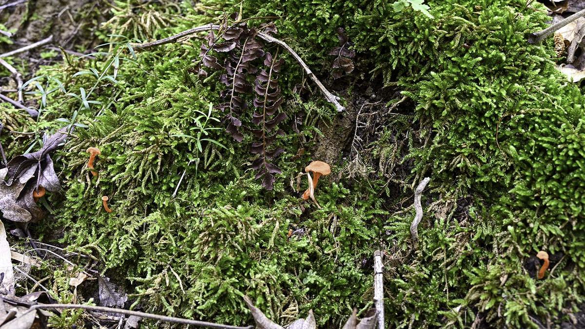 NC State Extension agroforestry farm tour Durham County forest farming alley cropping