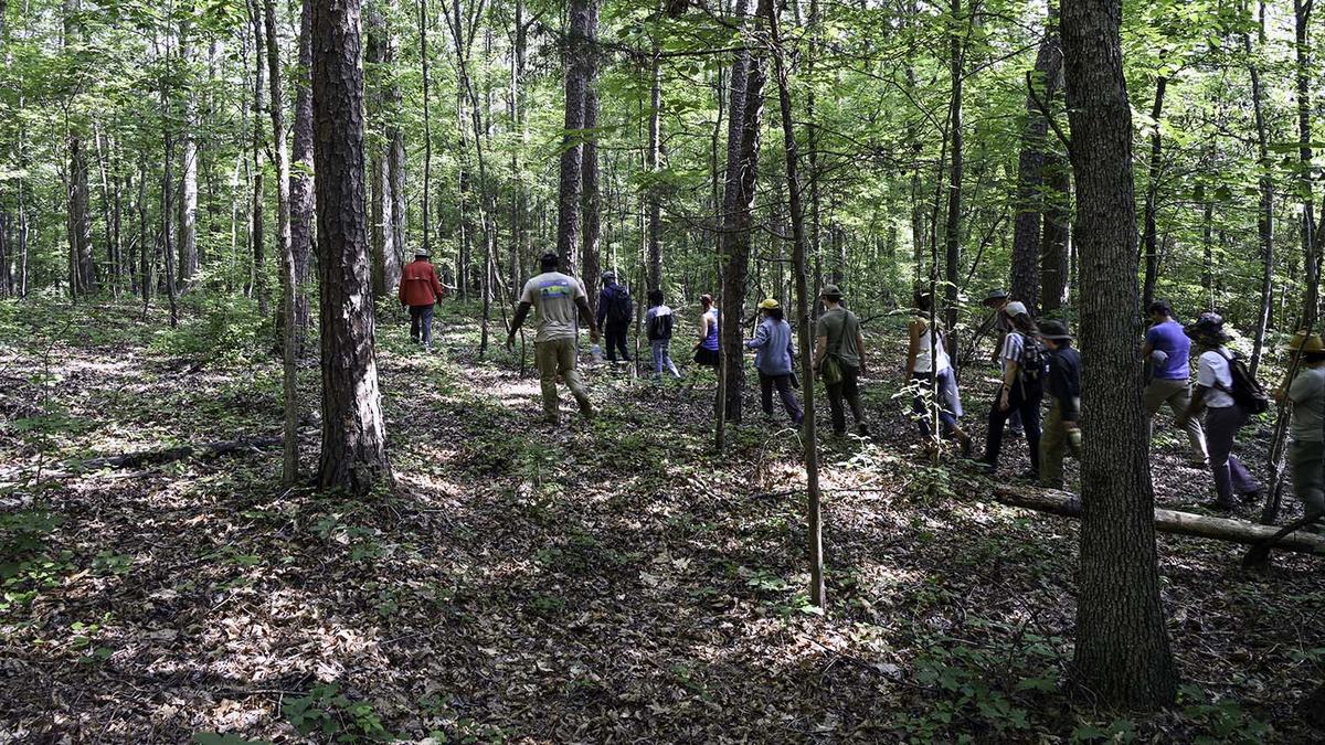 NC State Extension agroforestry farm tour Durham County forest farming alley cropping