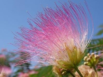 Pink powderpuff flower with long silky filaments against a blue sky