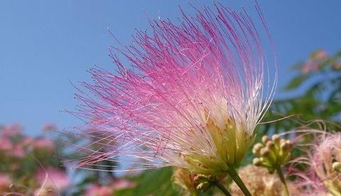 Pink powderpuff flower with long silky filaments against a blue sky