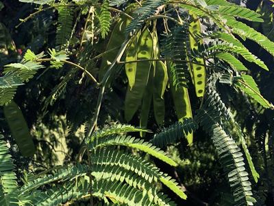 Branches with pinnate compound leaves and elongated green seed pods