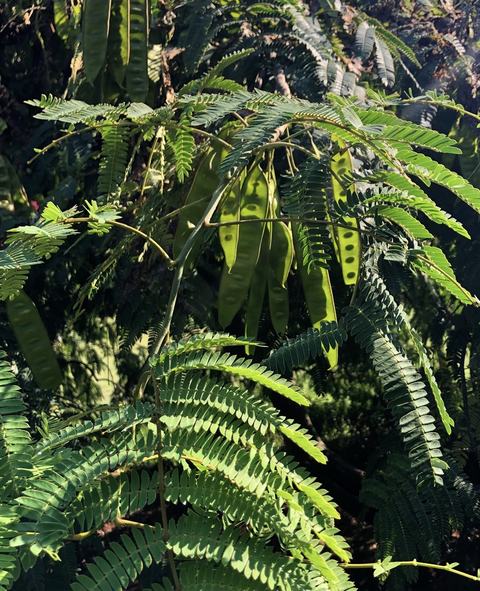 Branches with pinnate compound leaves and elongated green seed pods